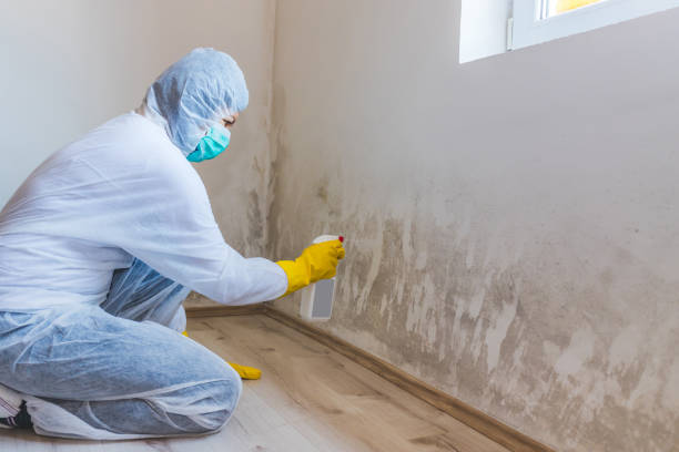 Licensed Basement Mold Remediation service in Shiloh, NC - WQB Mold Removal