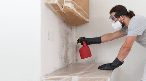 Professional Basement Mold Remediation technician working in Shiloh, NC