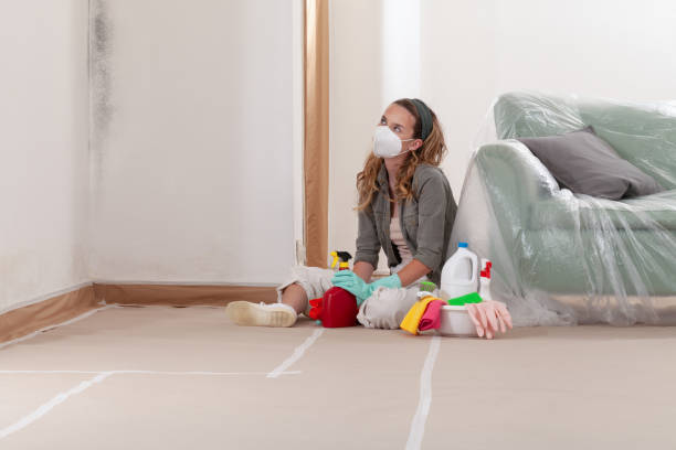 Reliable Basement Mold Remediation contractor in Shiloh, NC by WQB Mold Removal