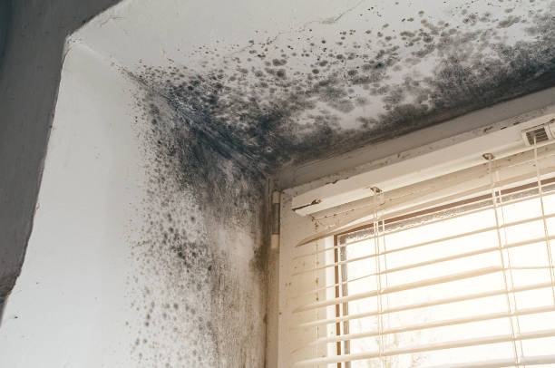 Affordable Basement Mold Remediation solutions in Shiloh, NC